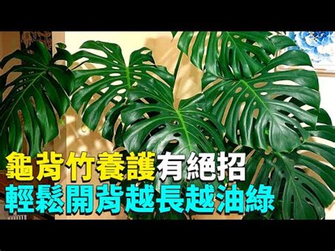 龜背芋可以放室內嗎|「龜背芋」超詳細新手照護指南！「這樣擺」招好運、招財還能消。